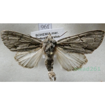 Acronicta psi (Linnaeus, 1758) male Wieczernica strzałówka Czech96f